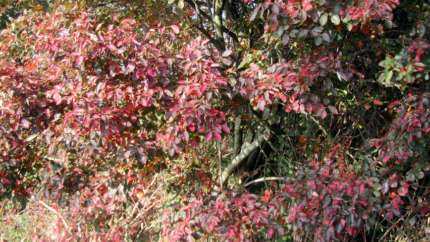 Amelanchier laevis осенняя  листьев