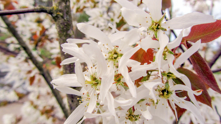 Amelanchier laevis цветки