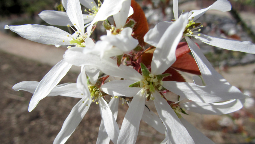 Amelanchier laevis цветки