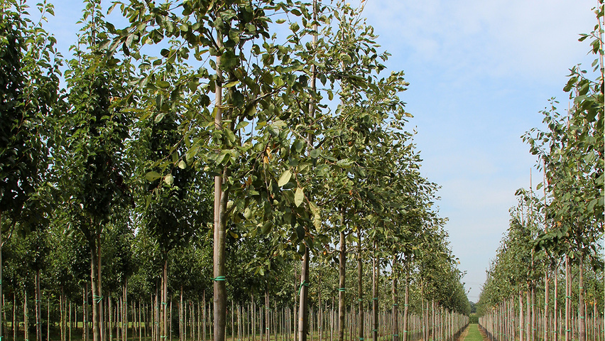 Amelanchier laevis Деревья с высоким стволом (стандарт)