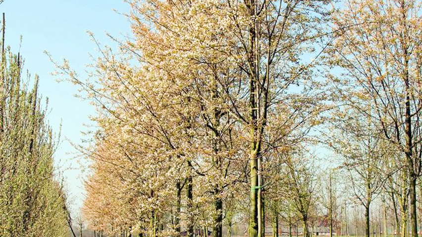 Amelanchier laevis Деревья с высоким стволом (стандарт)