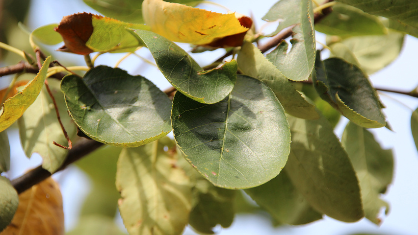 Amelanchier laevis листья