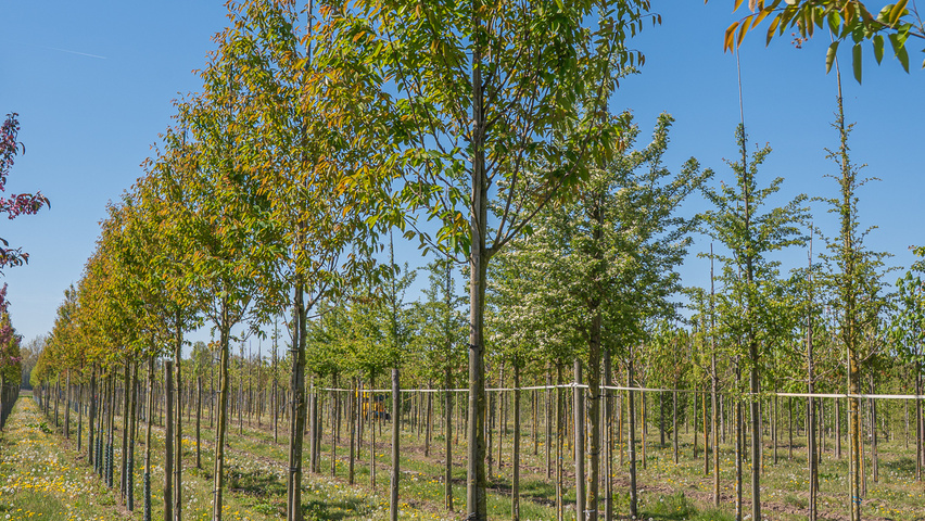 Amelanchier laevis 'R.J. Hilton' standard tree