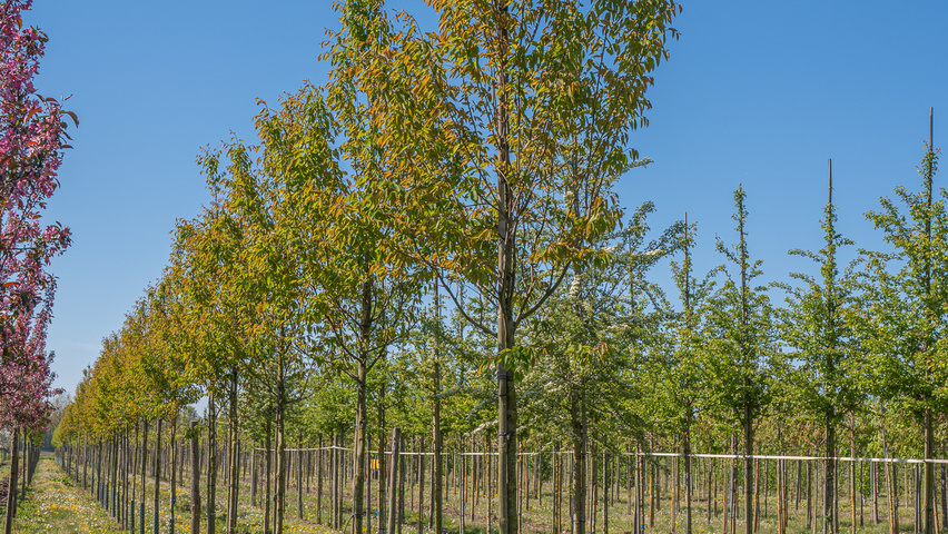 Amelanchier laevis 'R.J. Hilton' standard tree