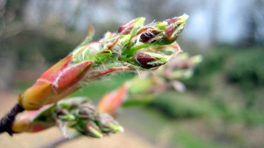 Amelanchier laevis 'Snowflakes' flowers