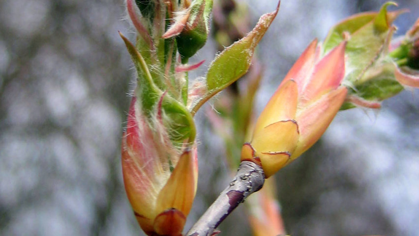 Amelanchier laevis 'Snowflakes' flowers