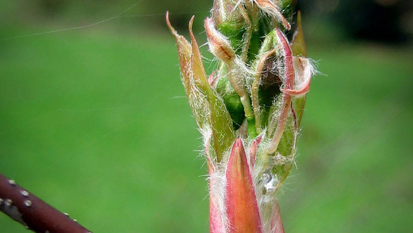 Amelanchier laevis 'Snowflakes' flowers