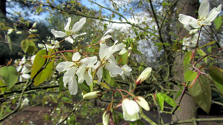 Amelanchier laevis 'Snowflakes' flowers