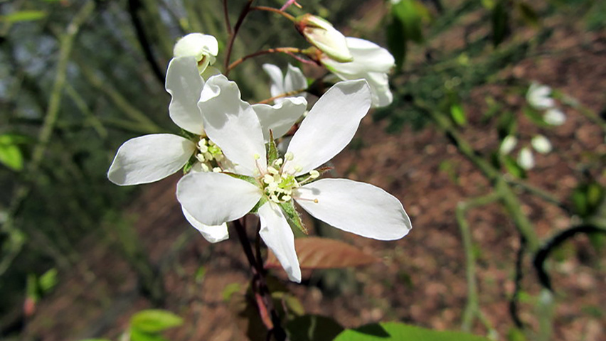 Amelanchier laevis 'Snowflakes' flowers