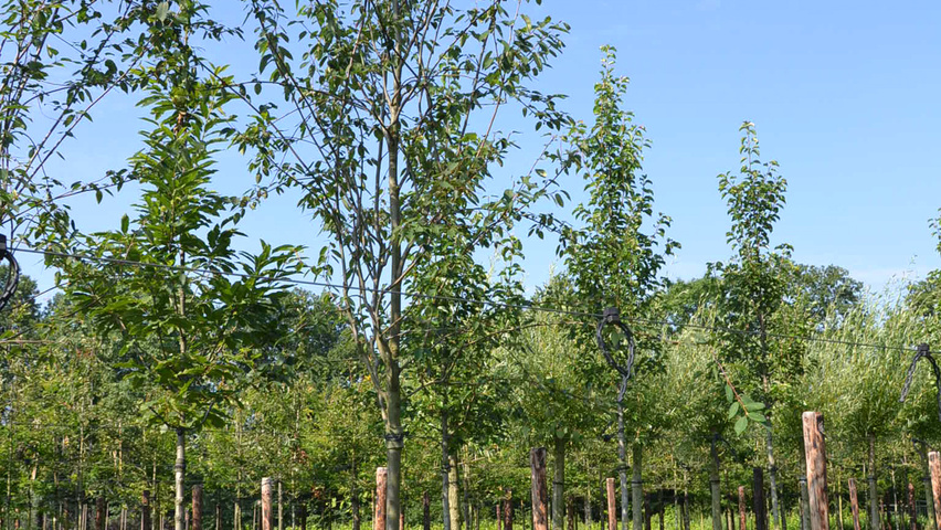 Amelanchier laevis 'Snowflakes' standard tree