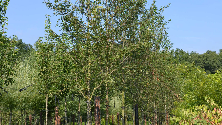 Amelanchier laevis 'Snowflakes' standard tree