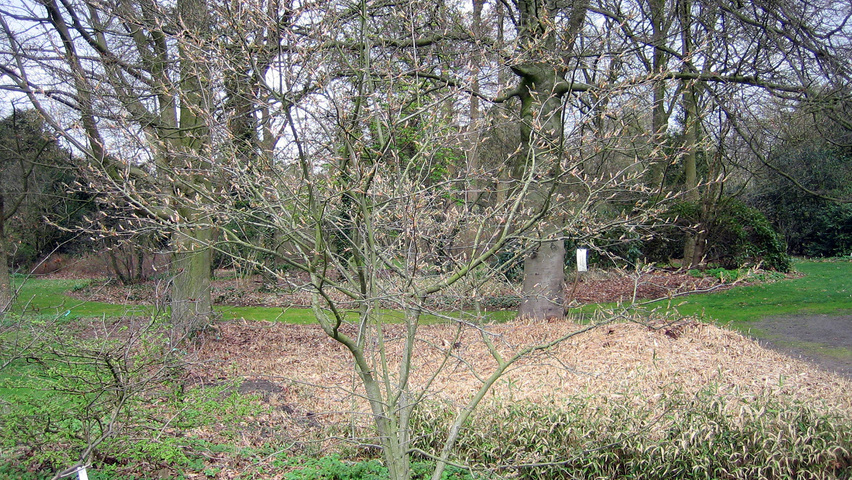 Amelanchier laevis 'Snowflakes' multi-stem