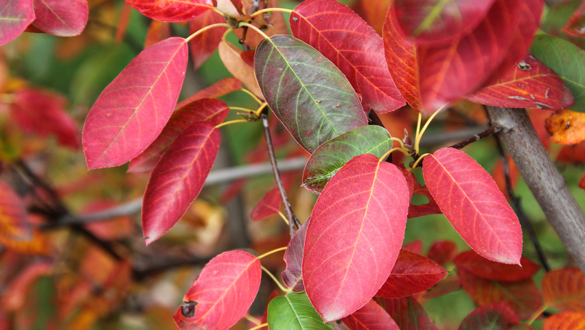Amelanchier lamarckii осенняя  листьев