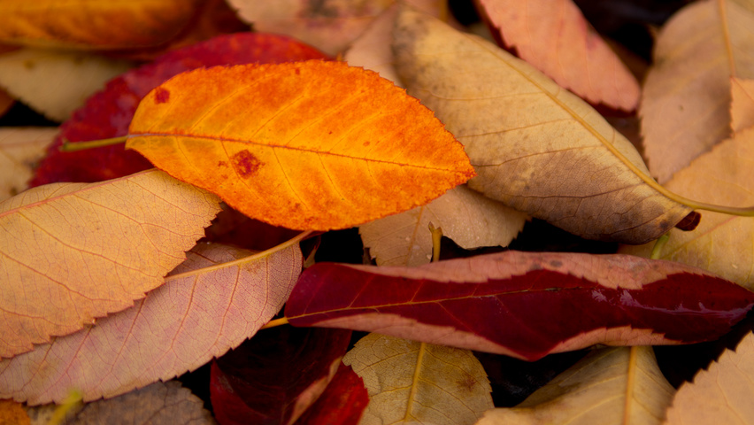 Amelanchier lamarckii осенняя  листьев
