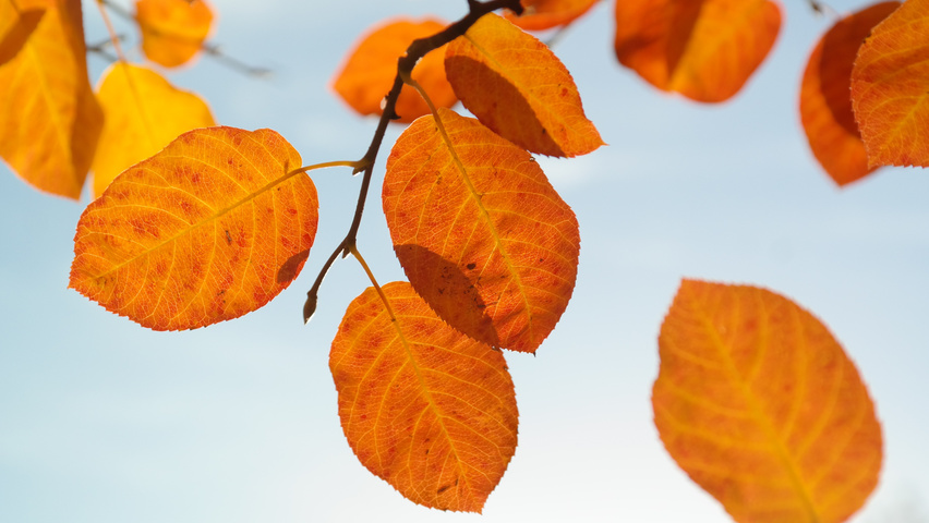 Amelanchier lamarckii осенняя  листьев