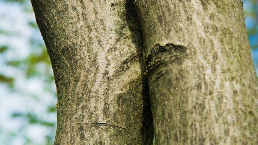 Amelanchier lamarckii кора