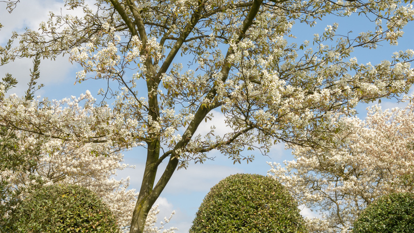 Amelanchier lamarckii Деревья с необычной формой роста