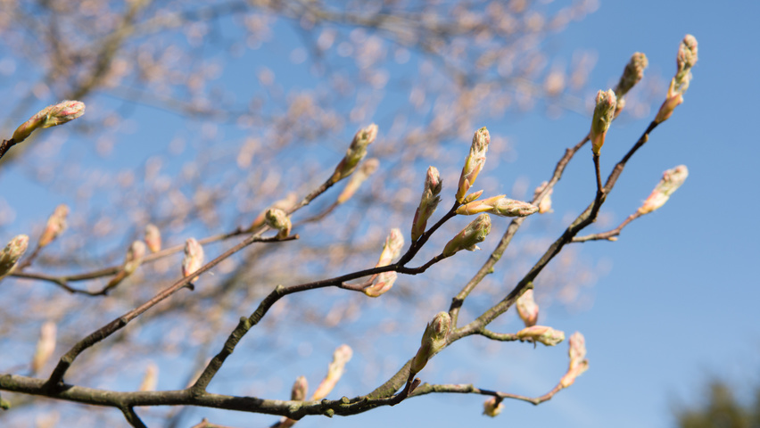 Amelanchier lamarckii цветки