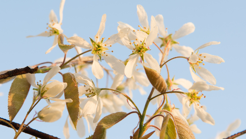 Amelanchier lamarckii цветки