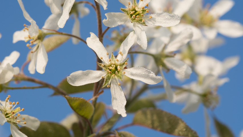 Amelanchier lamarckii цветки