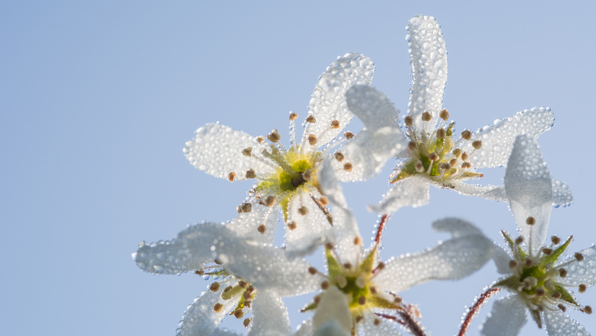 Amelanchier lamarckii цветки