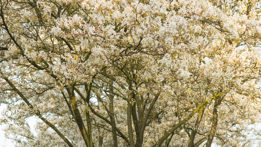 Amelanchier Lamarckii Treeebb Online Tree Finding Tool Ebben Amelanchier Lamarckii Flowers