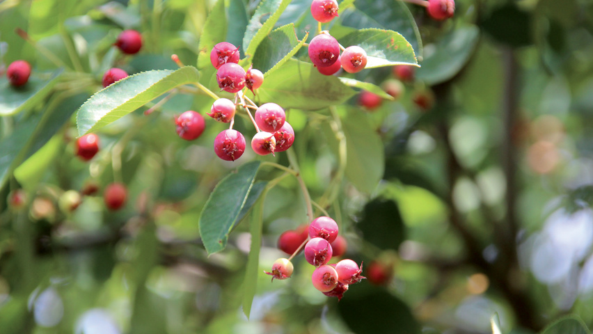 Amelanchier lamarckii плоды