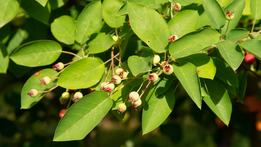 Amelanchier lamarckii плоды