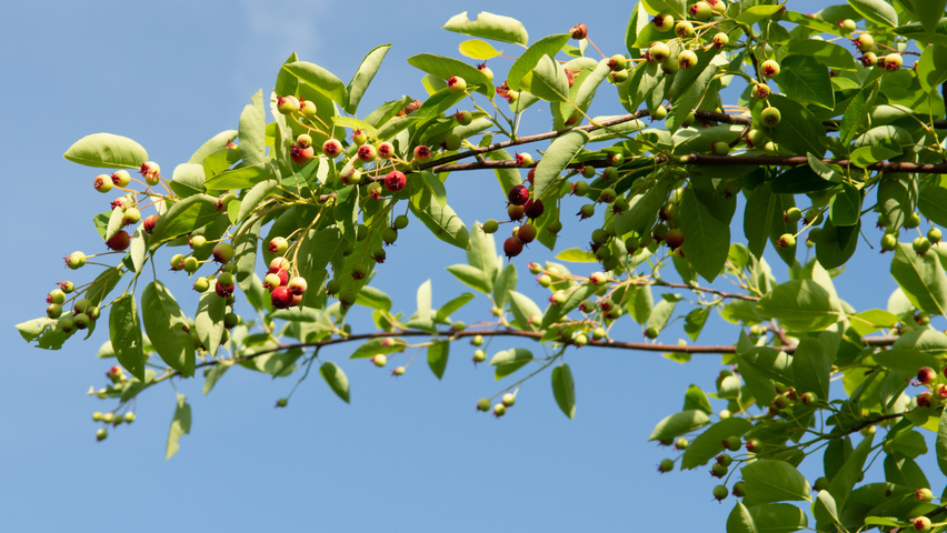 Amelanchier lamarckii плоды