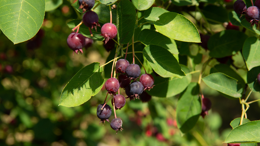 Amelanchier lamarckii плоды