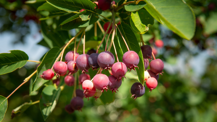 Amelanchier lamarckii плоды