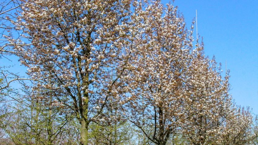 Amelanchier lamarckii Деревья с высоким стволом (стандарт)