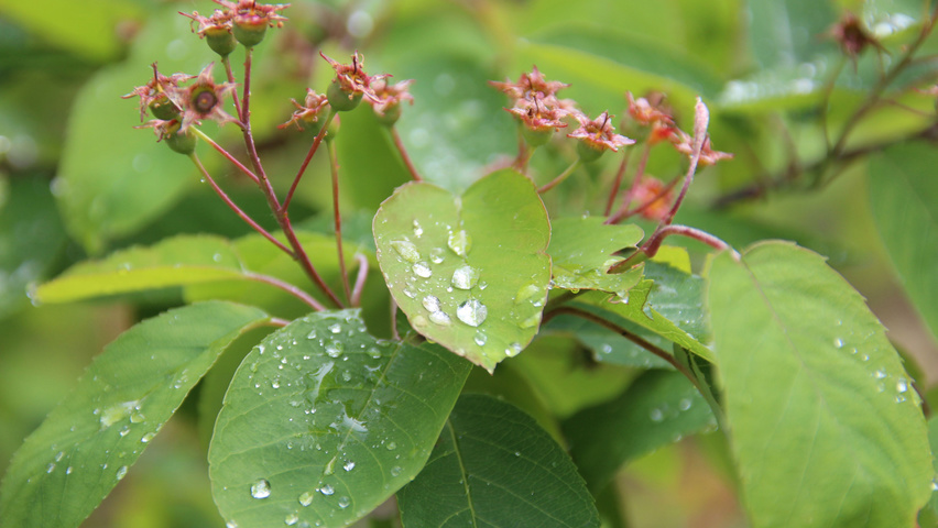 Amelanchier lamarckii листья