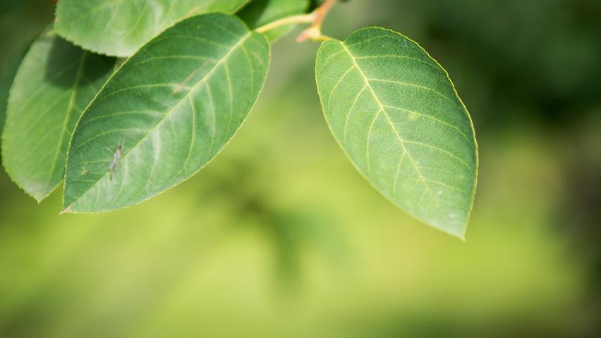 Amelanchier lamarckii листья