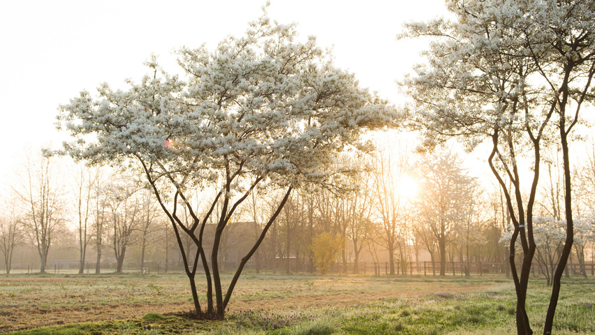 Amelanchier lamarckii Многоствольные зонтичные формы