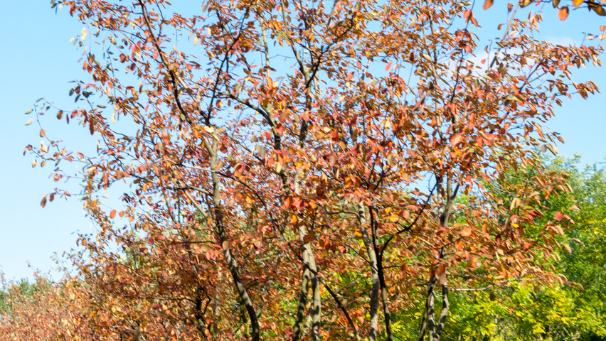 Amelanchier lamarckii Многоствольные зонтичные формы