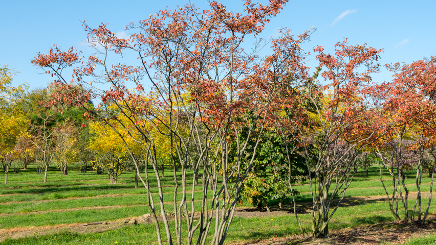Amelanchier lamarckii Многоствольные зонтичные формы