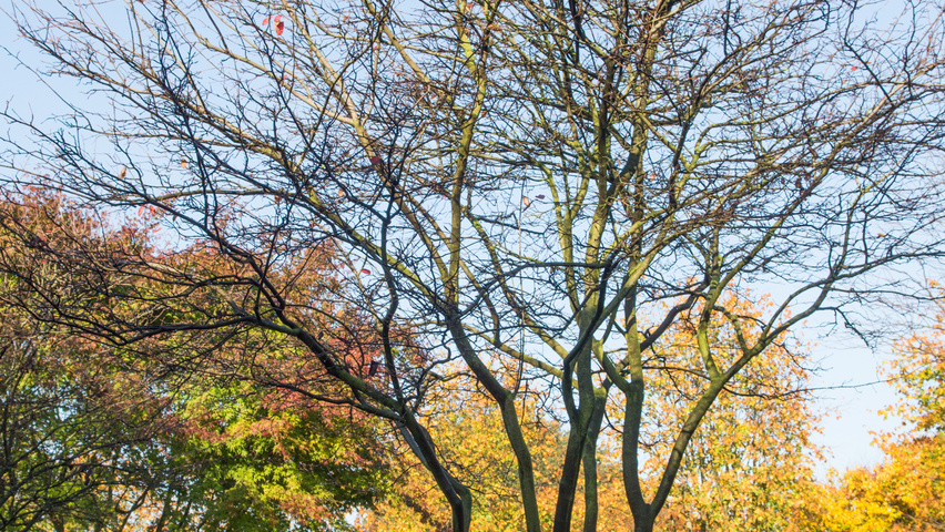 Amelanchier lamarckii Многоствольные зонтичные формы