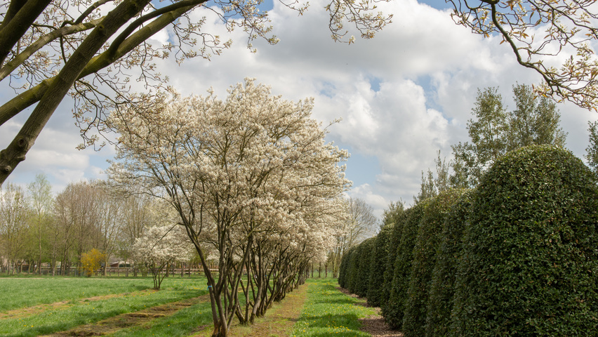 Amelanchier lamarckii Многоствольные зонтичные формы