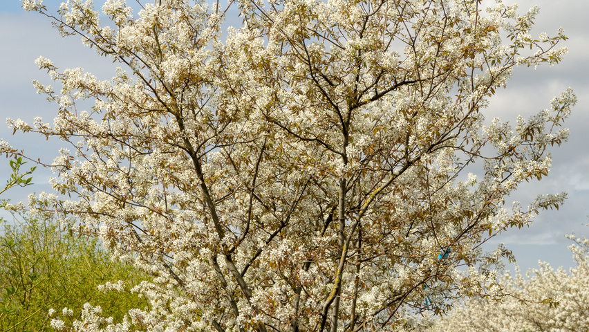 Amelanchier lamarckii Многоствольные зонтичные формы