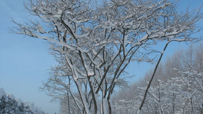 Amelanchier lamarckii Многоствольные зонтичные формы