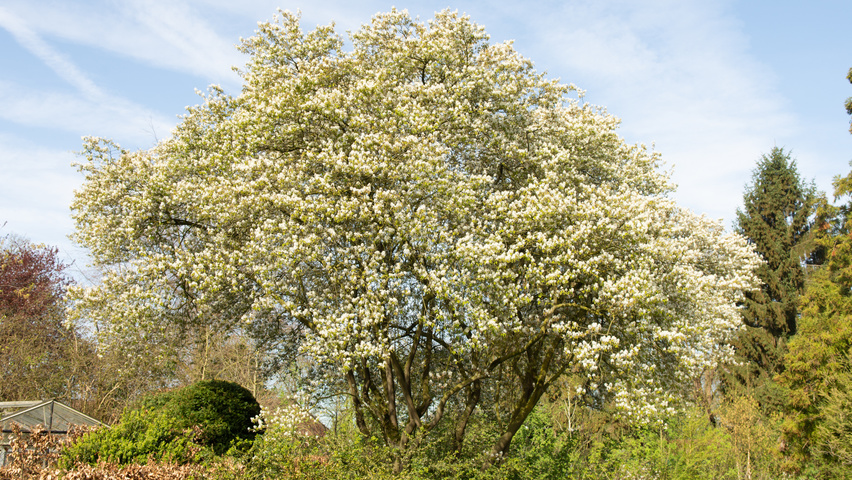Amelanchier lamarckii Многоствольные зонтичные формы