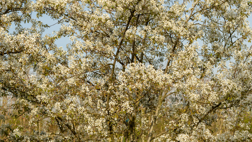Amelanchier lamarckii Многоствольные зонтичные формы
