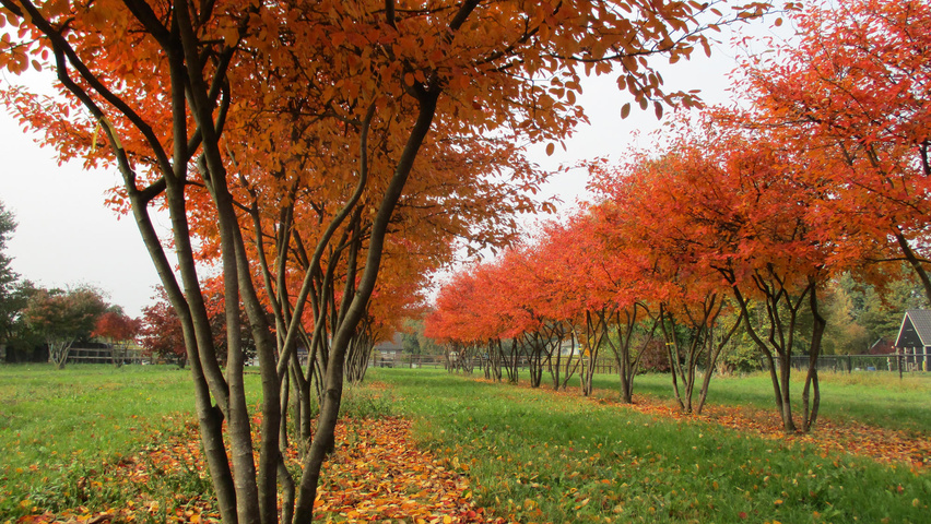 Amelanchier lamarckii Многоствольные зонтичные формы