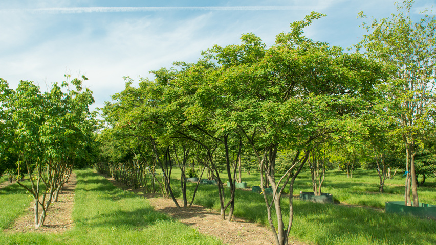 Amelanchier Lamarckii Treeebb Online Tree Finding Tool Ebben Amelanchier Lamarckii Multi Stem Umbrella
