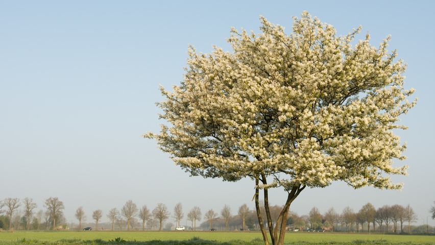 Amelanchier lamarckii Многоствольные зонтичные формы