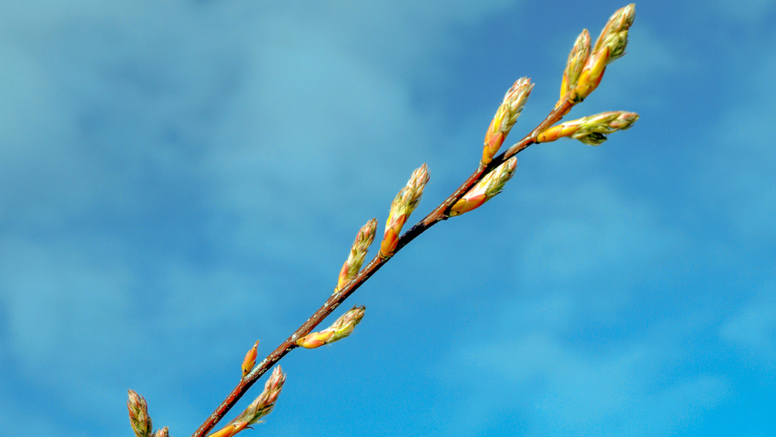 Amelanchier lamarckii ветви