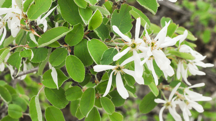 Amelanchier rotundifolia flowers
