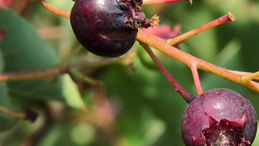 Amelanchier rotundifolia fruits