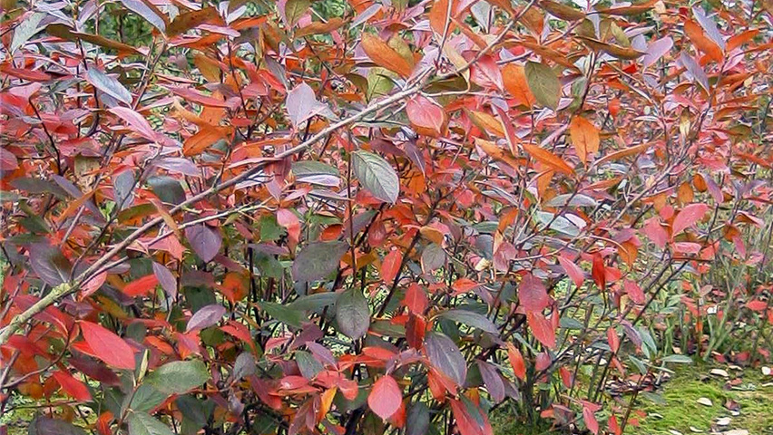 Amelanchier rotundifolia solitary shrubs